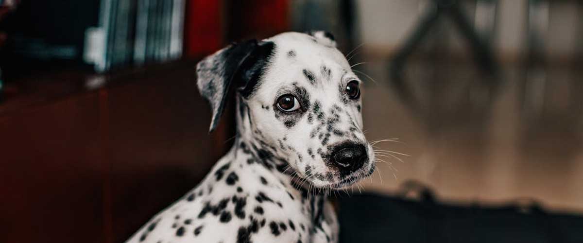 The Dalmatian Dog Breed: A Stalwart of History and Charm