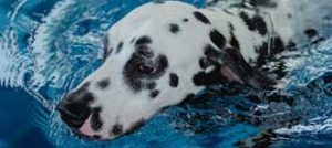 dalmation