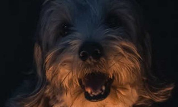 The Dandie Dinmont Terrier: A Unique and Charming Breed