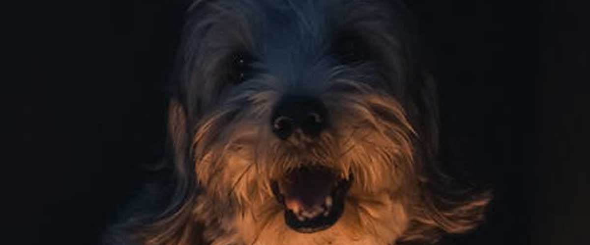 The Dandie Dinmont Terrier: A Unique and Charming Breed