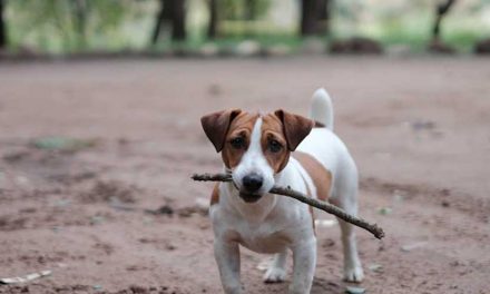 The Danish Chicken Dog: A Unique Breed for Farm and Family