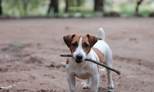 The Danish Chicken Dog: A Unique Breed for Farm and Family