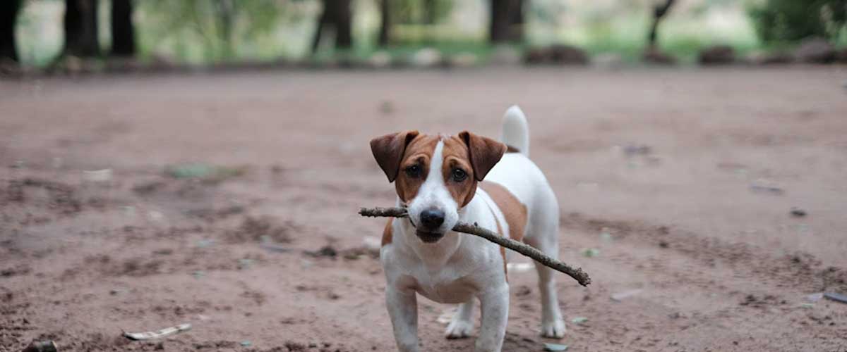 The Danish Chicken Dog: A Unique Breed for Farm and Family
