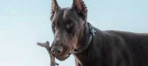 dobberman pinscher
