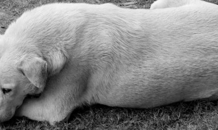 What to Do If Your Dog Is Attacked in Public by Another Dog
