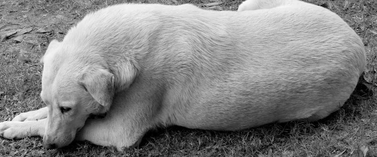 What to Do If Your Dog Is Attacked in Public by Another Dog