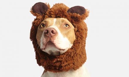The Top 10 Dog Breeds with the Strongest Bite Force