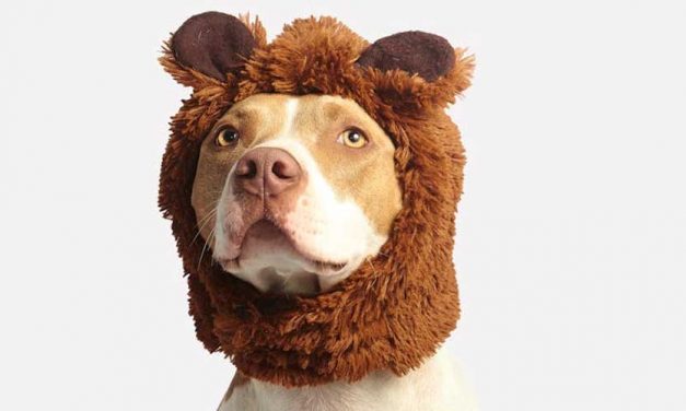 The Top 10 Dog Breeds with the Strongest Bite Force