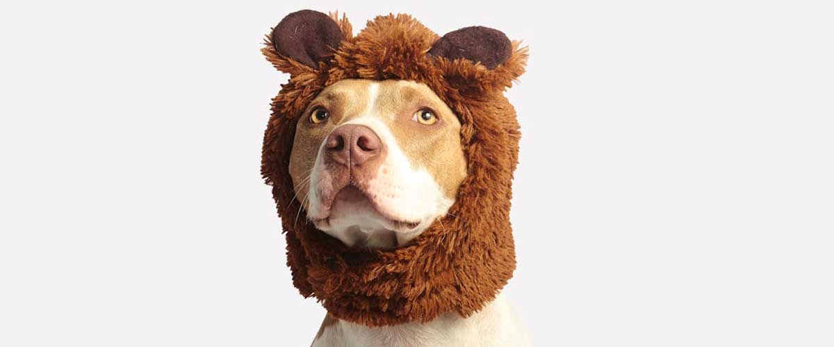 The Top 10 Dog Breeds with the Strongest Bite Force