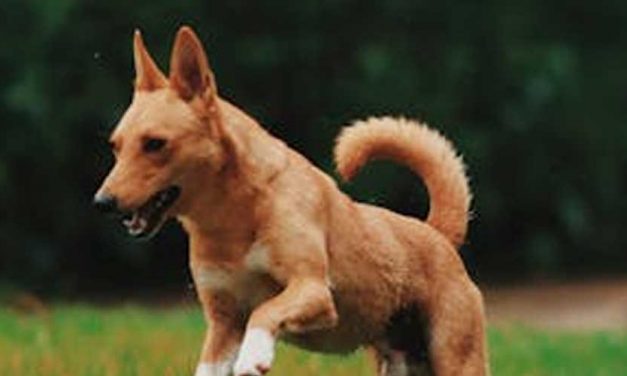 How Private Dog Fields Benefit Rescue Dogs