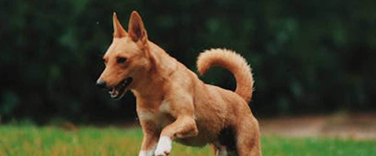 How Private Dog Fields Benefit Rescue Dogs