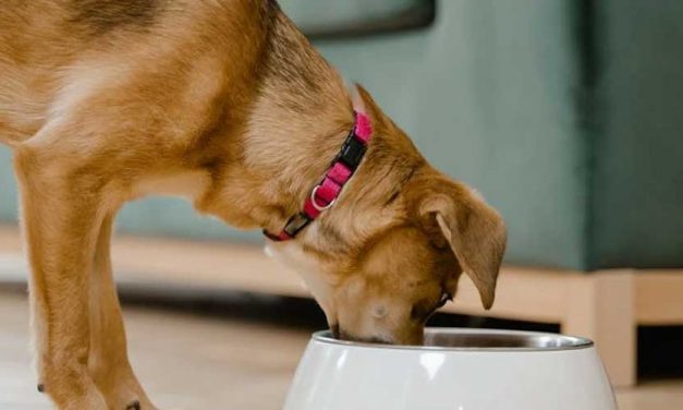 A Comparison of Butternut Box and OMNI Vegan Dog Food