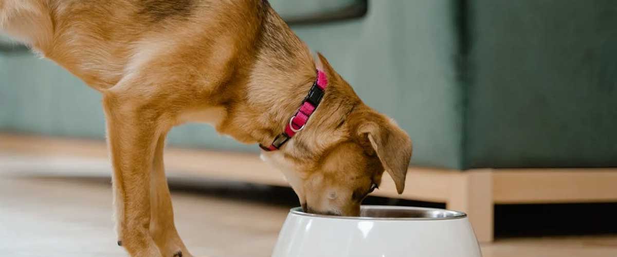 A Comparison of Butternut Box and OMNI Vegan Dog Food