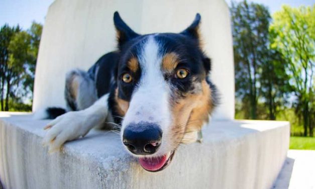 Fun Facts About Dogs for Kids