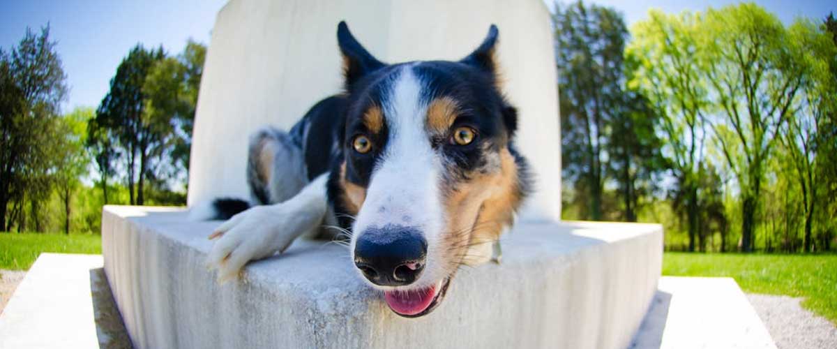 Fun Facts About Dogs for Kids