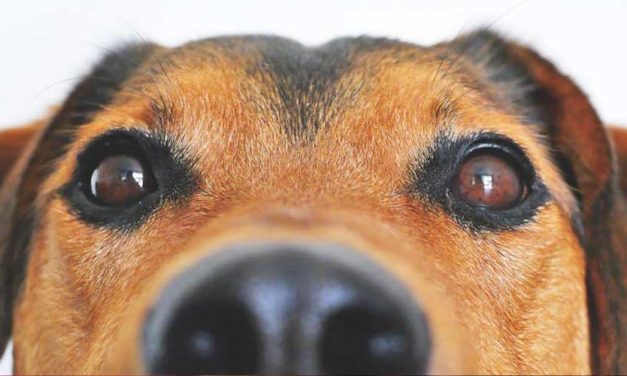 Can Dogs Sense Bad People?