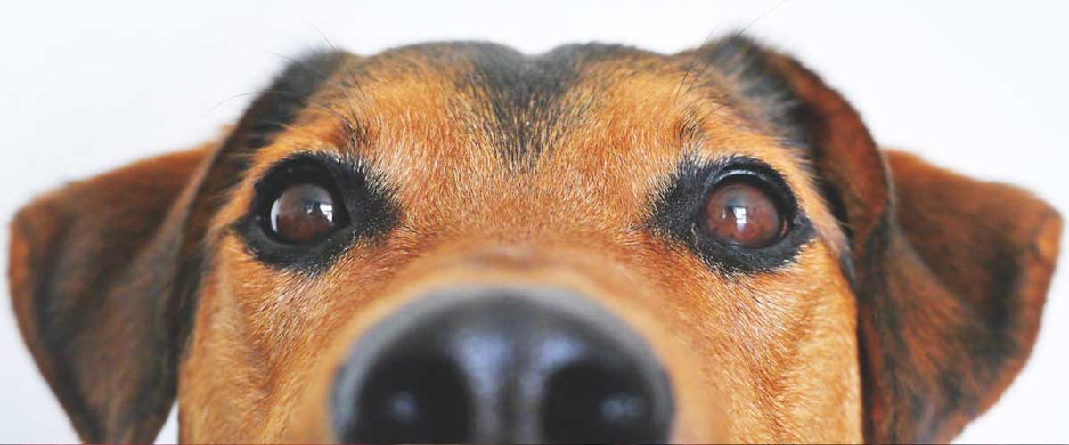 Can Dogs Sense Bad People?