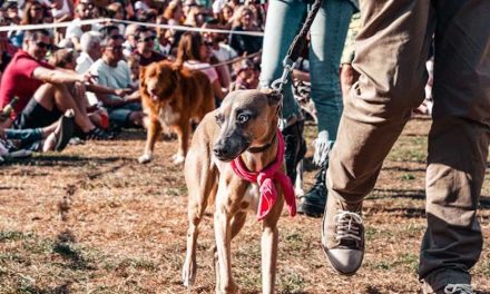 How to Prepare for a Dog Show with Your Canine Best Friend