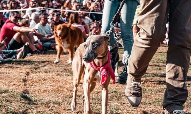 How to Prepare for a Dog Show with Your Canine Best Friend