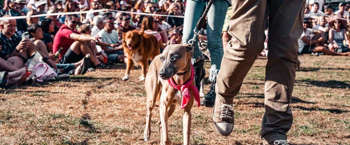 How to Prepare for a Dog Show with Your Canine Best Friend