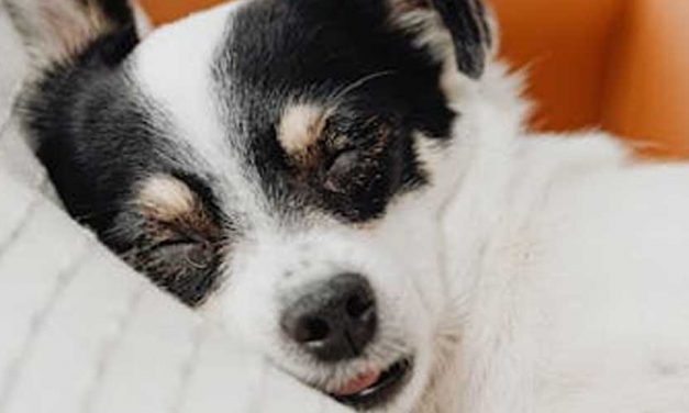 The Pros and Cons of Allowing Your Dog to Sleep on Your Bed
