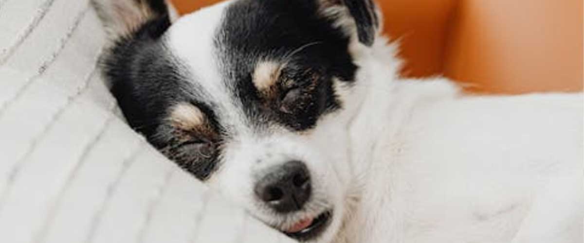 The Pros and Cons of Allowing Your Dog to Sleep on Your Bed