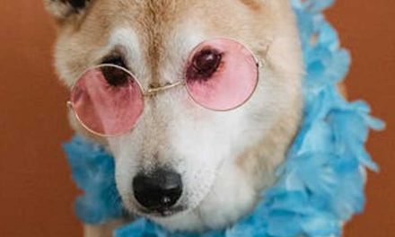 How to Make Your Dog a Star