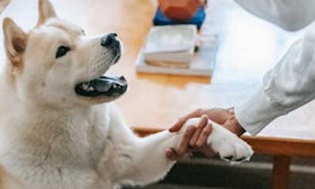 Harnessing Your Dog’s Instinctive Love of Pursuit in Training