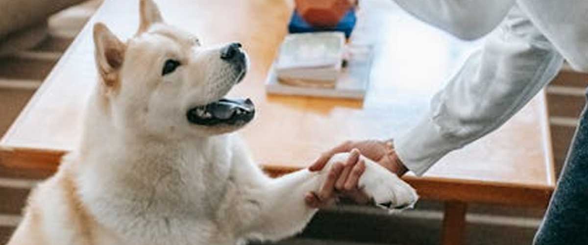 Harnessing Your Dog’s Instinctive Love of Pursuit in Training