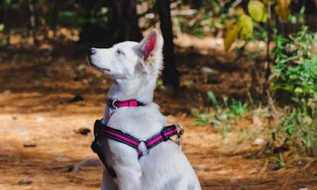 The Behavioural Aspect of Dog Training