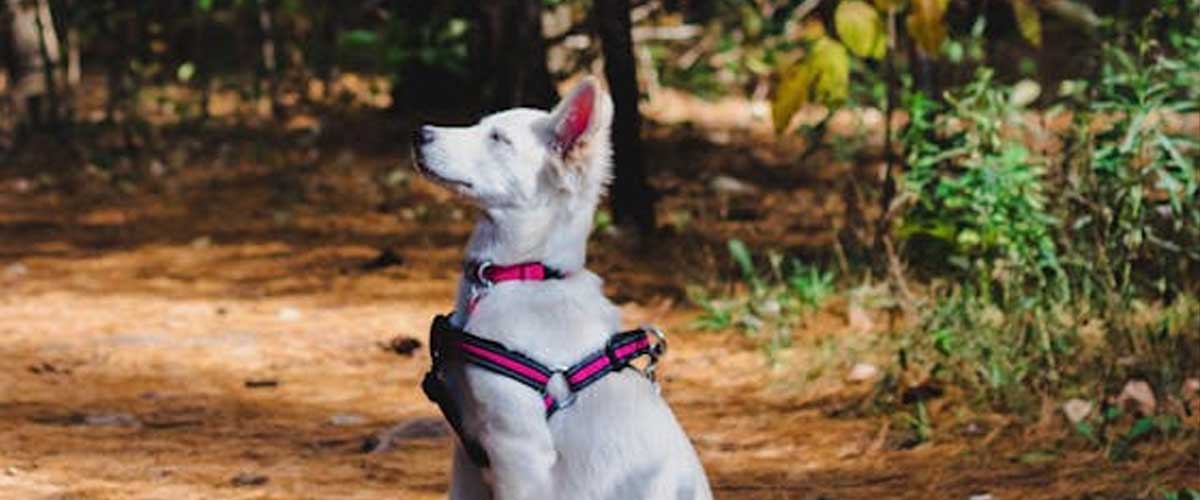 The Behavioural Aspect of Dog Training