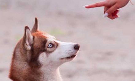 How to Use Dog Training Discs: A Step-by-Step Guide