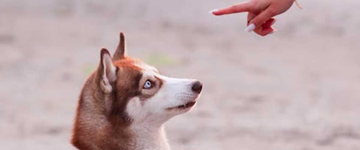 How to Use Dog Training Discs: A Step-by-Step Guide