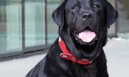 Do Dog Training Discs Create Anxiety in Your Dog?