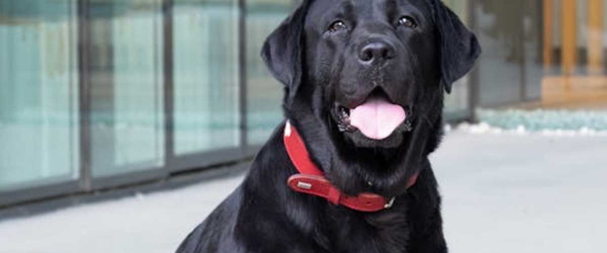 Do Dog Training Discs Create Anxiety in Your Dog?