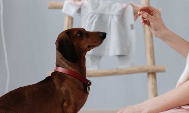 Clear Communication: The Key to Success in Dog Training