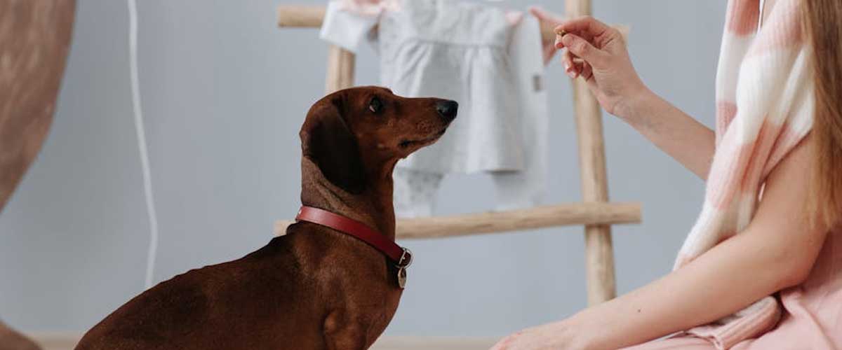 Clear Communication: The Key to Success in Dog Training