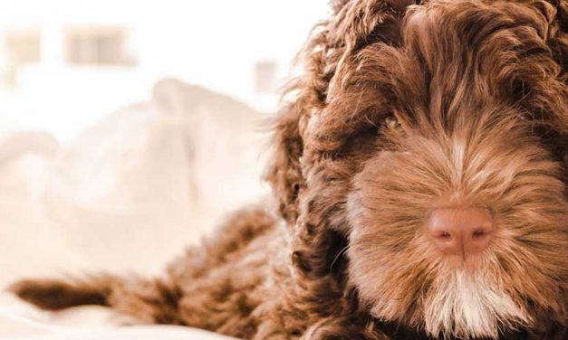 How to Train Your Dog Where in the House They Can and Cannot Go