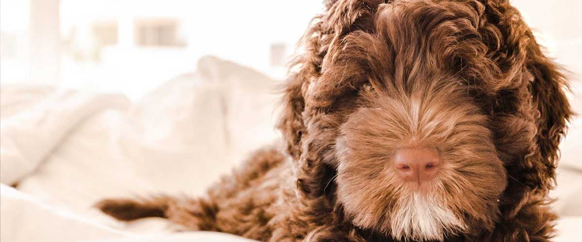 How to Train Your Dog Where in the House They Can and Cannot Go