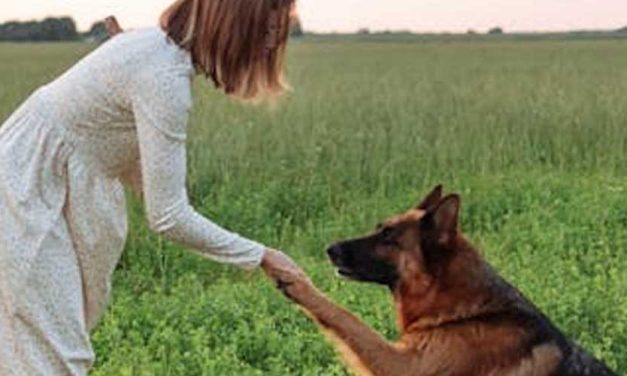 What is a Trained Dog?