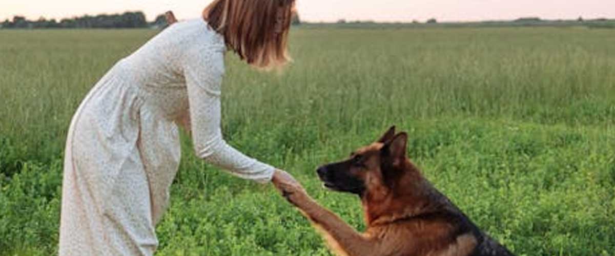What is a Trained Dog?