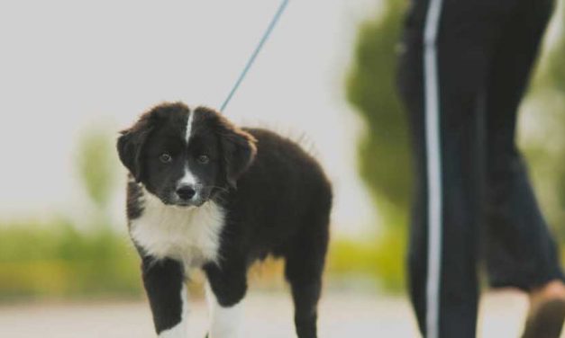 Do Dog Owners Regularly Break Dog Walking Rules?