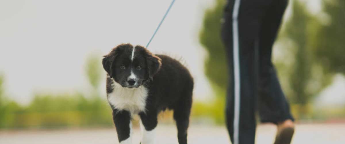 Do Dog Owners Regularly Break Dog Walking Rules?