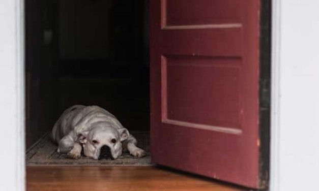 Don’t Let Your Dog Push Ahead of You Through Doorways: Canine Manners