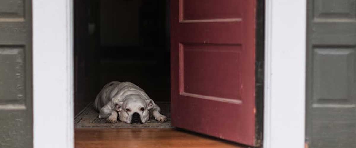 Don’t Let Your Dog Push Ahead of You Through Doorways: Canine Manners
