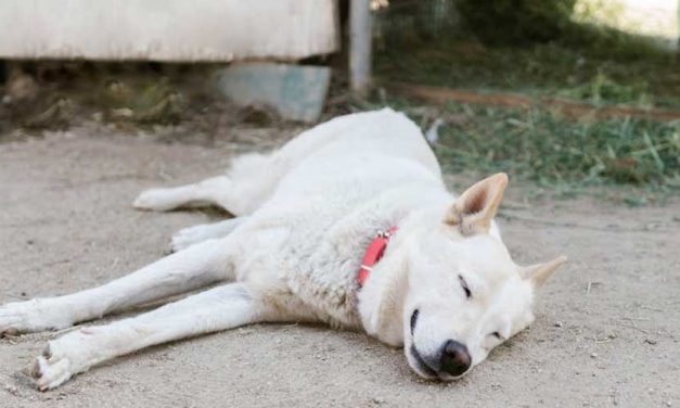 What Do Dogs Dream About?