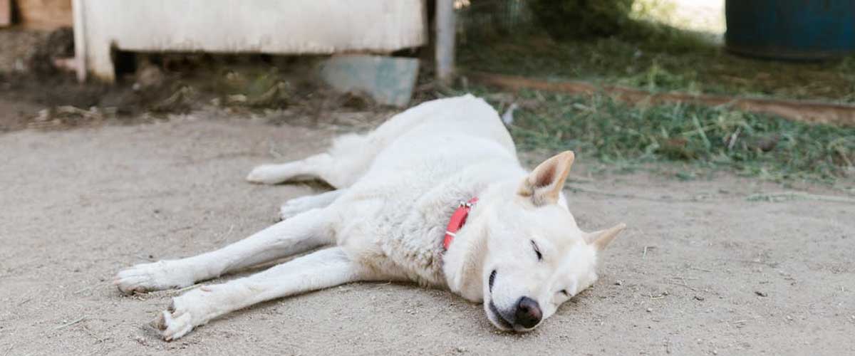 What Do Dogs Dream About?