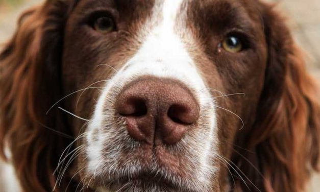 The Dutch Partridge Dog: An Overview of a Unique Breed