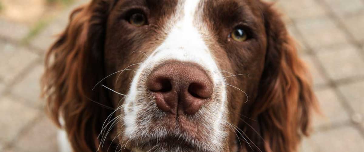 The Dutch Partridge Dog: An Overview of a Unique Breed