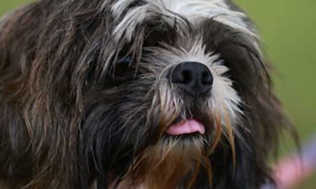 The Dutch Sheepdog: A Versatile Working Companion